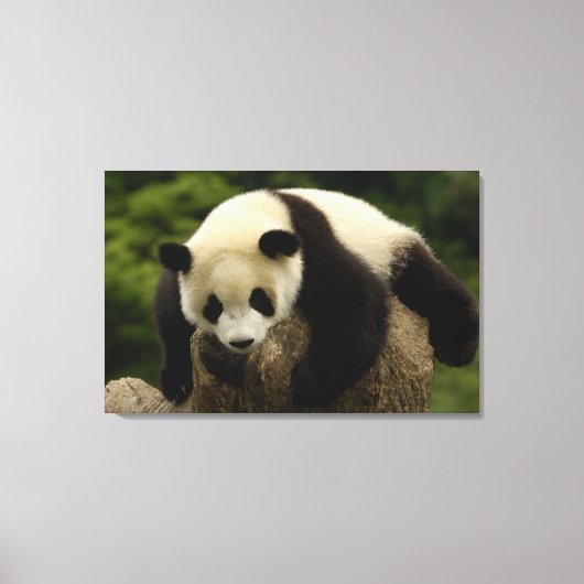 Toile Bébé panda géant (Ailuropoda melanoleuca) (Recto)
