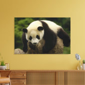 Toile Bébé panda géant (Ailuropoda melanoleuca) (Insitu(Salon))