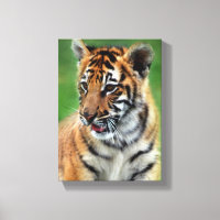 Bébé tigre en couleur