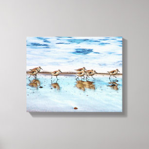 Toile Bécasseaux fonctionnant le long de la plage