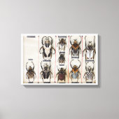 Toile Beetle Species Bug Insect nature photograph  (Recto)