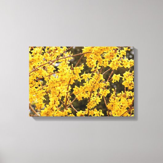 Toile Bel Arbuste de Forsythia Doré (Recto)