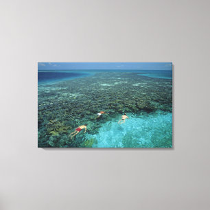 Toile Belize, récif de la barrière, récif Lighthouse, bl