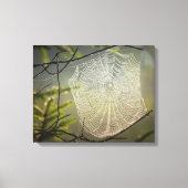 Toile Belle araignée Web dans la forêt sur (Recto)