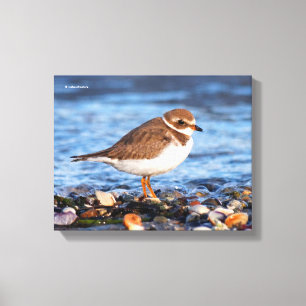 Toile Belle balançoire semi-palmée à la plage