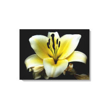 Belle Fleur Jaune Élégante sur Fond Noir