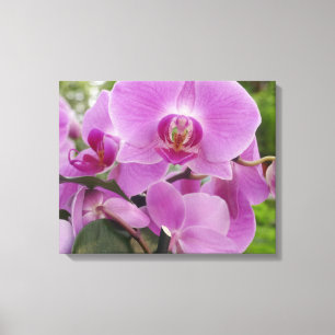 Toile Belle orchidée pourpre en pleine floraison