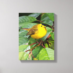 Toile Belle Paruline de Wilson dans le Cerisier