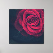 Toile Belle Rose rouge avec gouttes d'eau (Recto)