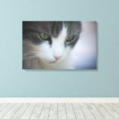 Toile Belle Tabby-et-Blanc Chat à regarder vers le bas (Insitu (Plancher de Bois))