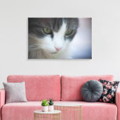 Toile Belle Tabby-et-Blanc Chat à regarder vers le bas (Insitu(Salon))
