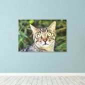 Toile Belle tabby gris aux yeux verts gros plan (Insitu (Plancher de Bois))