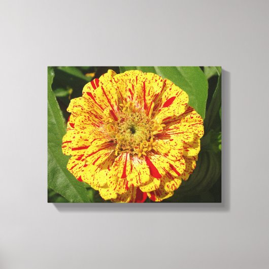 Toile Belle Zinnia (Recto)