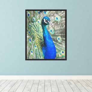Toile Belles plumes bleu Peacock Photographique