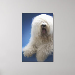 Toile Berger