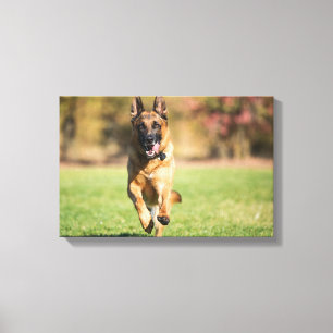 Toile Berger allemand en course