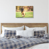 Toile Berger allemand en marche (Insitu(Chambre))