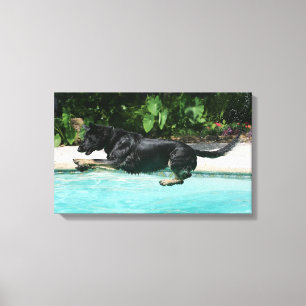 Toile Berger allemand sautant dans l'eau