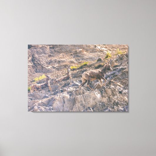 Toile Bighorn Sheep (Recto)