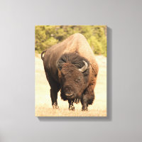 Bison