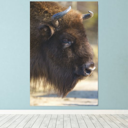 Toile Bison (Insitu (Plancher de Bois))