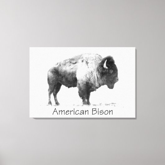 Toile Bison américain (Recto)