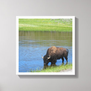 Toile Bison américain de Yellowstone dans l'étang