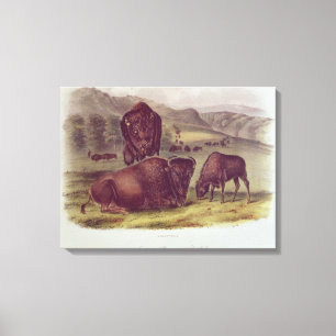 Toile Bison américain ou Buffalo