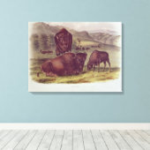 Toile Bison américain ou buffle (Insitu (Plancher de Bois))