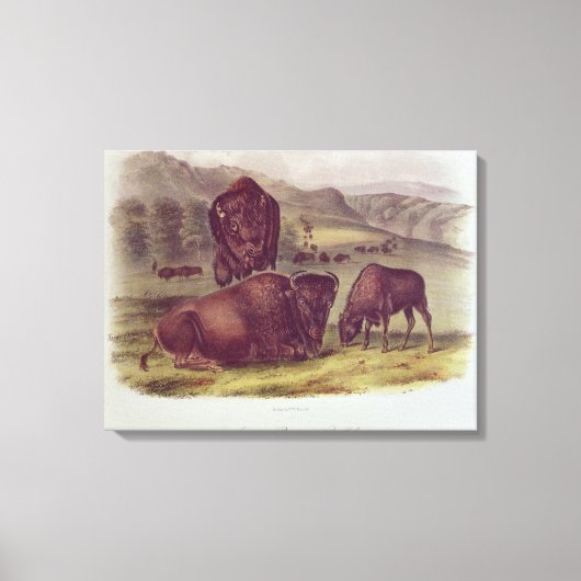 Toile Bison américain ou buffle (Recto)
