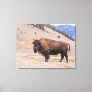 Toile Bison d'Amérique faune sauvage