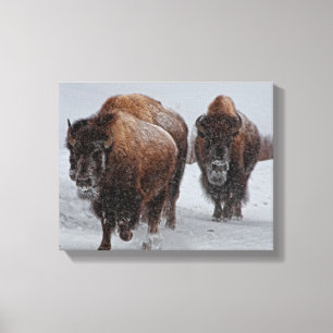 Toile Bison de Yellowstone