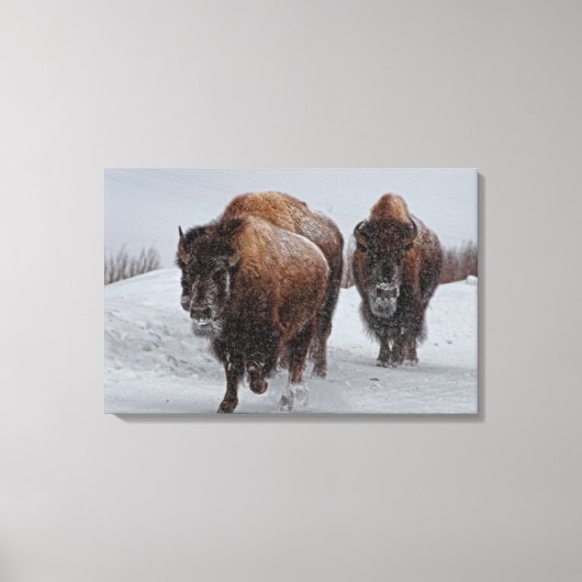 Toile Bison de Yellowstone (Recto)