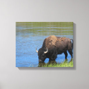 Toile Bison de Yellowstone qui boit dans le lac