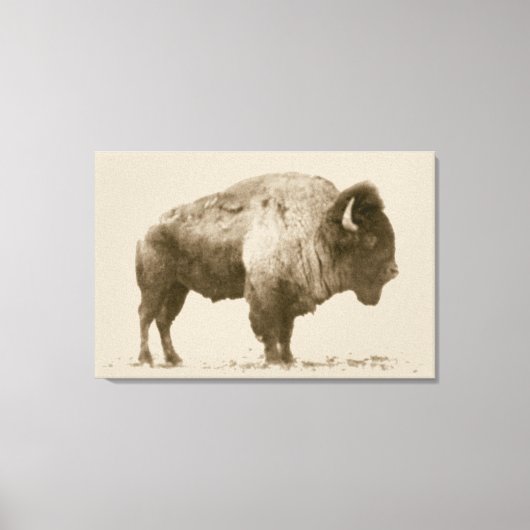 Toile Bison des plaines (Recto)