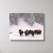 Toile Bison en hiver (Recto)