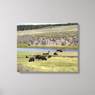 Toile Bison, Hayden Valley, parc national de Yellowstone