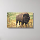 Toile Bison photo (Recto)