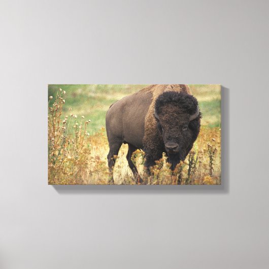 Toile Bison photo (Recto)