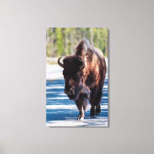 Toile Bison sur la route dans le parc national Yellowsto (Recto)