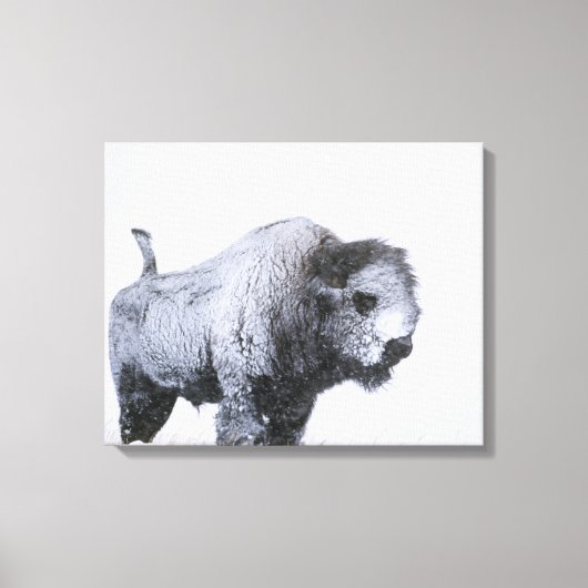 Toile Bison taureau (bison bison) cuite avec de la neige (Recto)