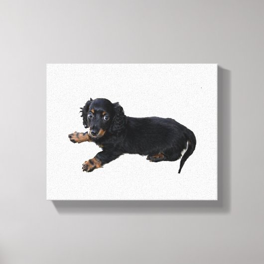 Toile Black Dachshund Cocker Spaniel Puppy Photographie (Recto)