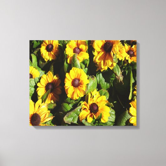 Toile Black Eyed Susan (Recto)