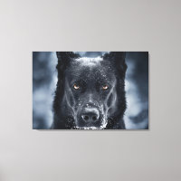Black German Shepherd