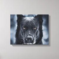 Black German Shepherd