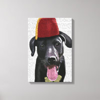 Black Labrador Avec Fès