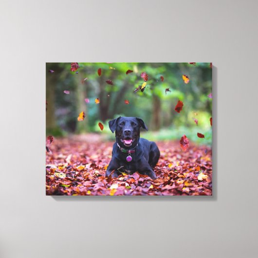 Toile Black Labrador Dans Les Feuilles Automnes (Recto)
