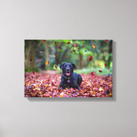 Black Labrador Dans Les Feuilles Automnes