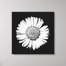 Black White Daisy Floral Art Photographie botaniqu