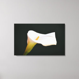 Toile Blanc Calla Lily Fleur Dramatique Art Photographiq